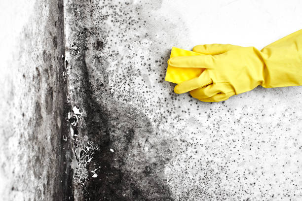 Best Best Mold Removal Companies  in North Boston, NY