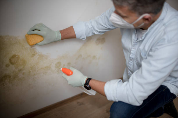 Best Professional Mold Removal  in North Boston, NY