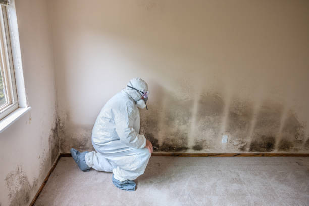 Crawl Space Mold Removal in North Boston, NY